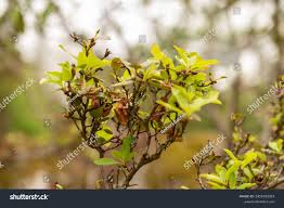 Attēlu rezultāti vaicājumam “Rhododendron sichotense”
