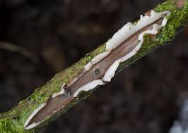 Attēlu rezultāti vaicājumam “Vuilleminia comedens”