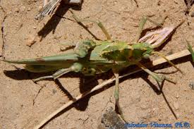 Attēlu rezultāti vaicājumam “Acrididae”