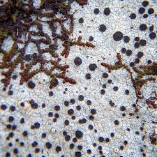 Attēlu rezultāti vaicājumam “Frullania fragilifolia”