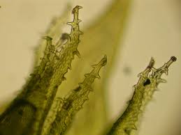 Attēlu rezultāti vaicājumam “Antitrichia curtipendula macro”