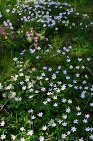 Attēlu rezultāti vaicājumam “Anemone nemorosa bud”