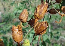 Attēlu rezultāti vaicājumam “Nicotiana tabacum fruit”