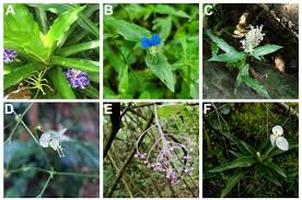 Attēlu rezultāti vaicājumam “Commelinaceae”