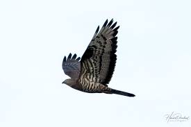 Attēlu rezultāti vaicājumam “Pernis apivorus”