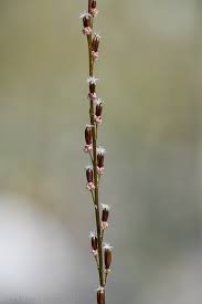 Attēlu rezultāti vaicājumam “Triglochin palustre”