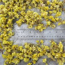 Attēlu rezultāti vaicājumam “Helichrysum arenarium bud”