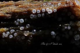 Attēlu rezultāti vaicājumam “Ceratiomyxa morchella spores”