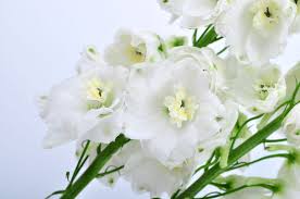 Attēlu rezultāti vaicājumam “Delphinium elatum  fruit”