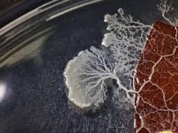 Attēlu rezultāti vaicājumam “Didymium sp.”