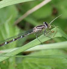 Attēlu rezultāti vaicājumam “Enallagma cyathigerum female”
