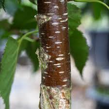 Attēlu rezultāti vaicājumam “Betula pendula var. carelica”