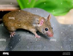 Attēlu rezultāti vaicājumam “Rodentia”