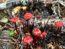 Attēlu rezultāti vaicājumam “Cribraria rubiginosa macro”