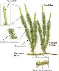 Attēlu rezultāti vaicājumam “Lycopodiaceae”