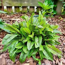 Image result for Rumex sanguineum