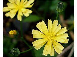Attēlu rezultāti vaicājumam “Lapsana communis flower”