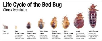 Image result for bed bugs
