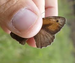 Attēlu rezultāti vaicājumam “Hyponephele lycaon male”