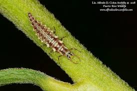Attēlu rezultāti vaicājumam “Chrysopidae larva”