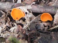 Attēlu rezultāti vaicājumam “Sarcoscypha austriaca var. lutea”