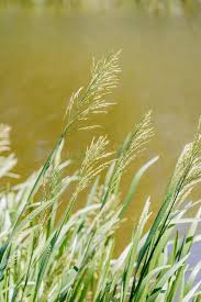 Attēlu rezultāti vaicājumam “Glyceria maxima leaf”