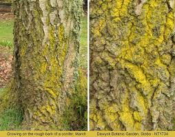 Attēlu rezultāti vaicājumam “Chrysothrix candelaris”