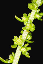 Image result for Beta vulgaris