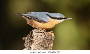 Attēlu rezultāti vaicājumam “Sitta europaea male”