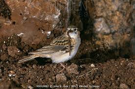 Image result for Calandrella rufescens