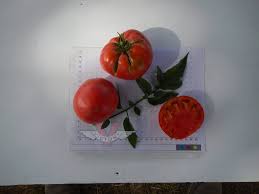 Afbeeldingsresultaat voor earl faux tomato