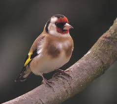 Attēlu rezultāti vaicājumam “Carduelis carduelis adult”