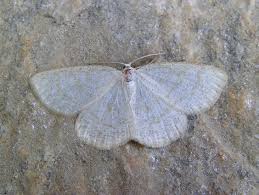 Attēlu rezultāti vaicājumam “Cabera exanthemata”