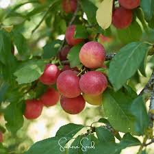 Attēlu rezultāti vaicājumam “Prunus cerasifera”