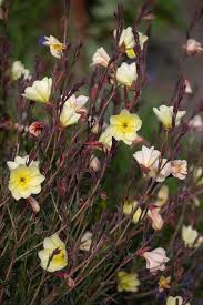 Image result for Oenothera odorata