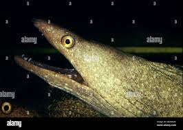 Image result for Gymnothorax vicinus