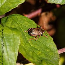 Attēlu rezultāti vaicājumam “Picromerus bidens”