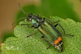 Attēlu rezultāti vaicājumam “Malachius bipustulatus”