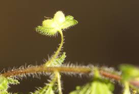 Attēlu rezultāti vaicājumam “Veronica persica fruit”