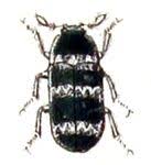 Attēlu rezultāti vaicājumam “Megatoma undata”