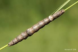 Attēlu rezultāti vaicājumam “Catocala sponsa”