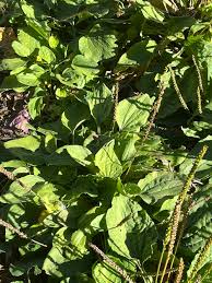 Attēlu rezultāti vaicājumam “Plantago major leaf”