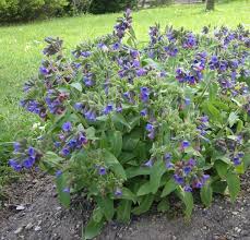Attēlu rezultāti vaicājumam “Pulmonaria officinalis”