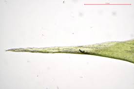 Attēlu rezultāti vaicājumam “Rhytidiadelphus subpinnatus”