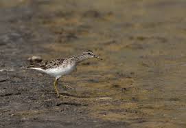 Image result for Calidris subminuta