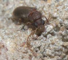 Attēlu rezultāti vaicājumam “Anobiidae”