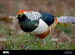 Image result for Chrysolophus amherstiae