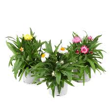 Image result for Strohblume