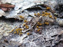 Attēlu rezultāti vaicājumam “Claustria didermoides macro”