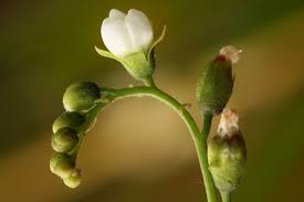 Attēlu rezultāti vaicājumam “Drosera anglica flower”